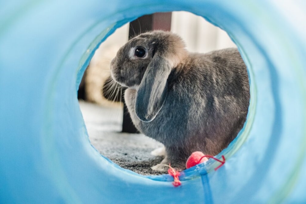FAQ, Czyli wszystko co musisz wiedzieć o królikach