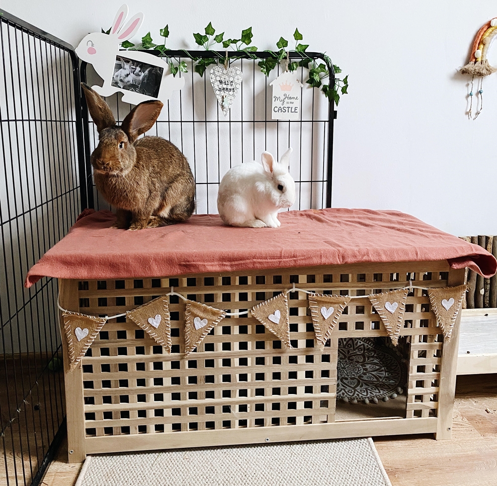 FAQ, Czyli wszystko co musisz wiedzieć o królikach