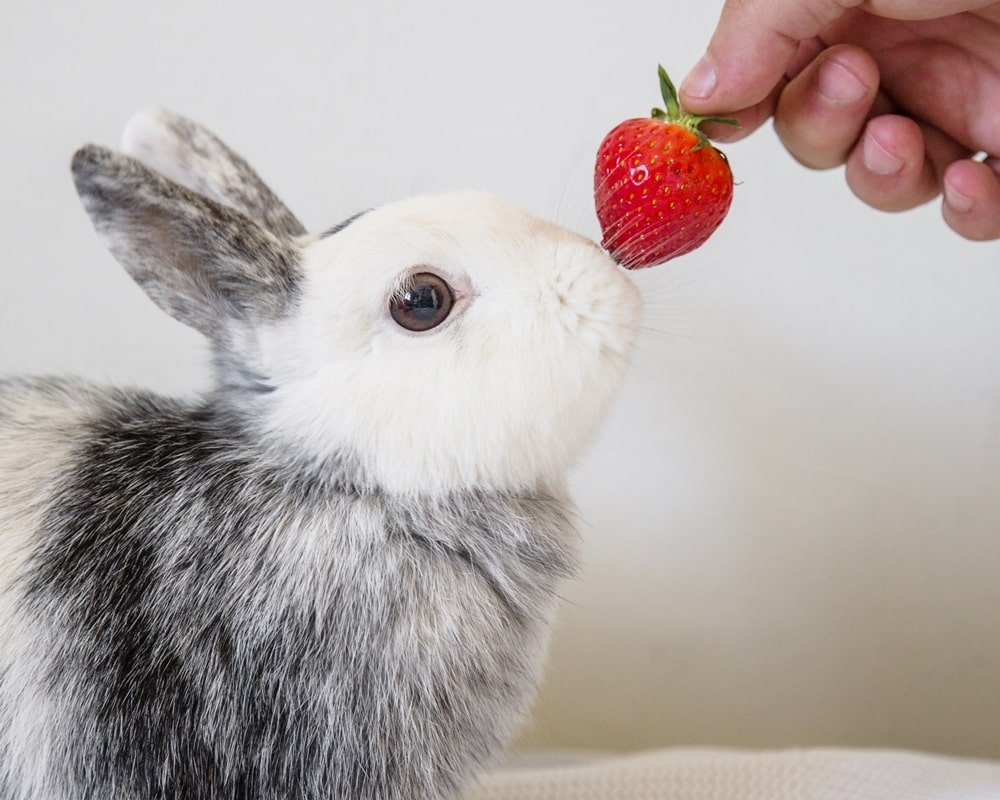 Jakie owoce mogą Jeść króliki? Lista dozwolonych owoców w diecie królika.