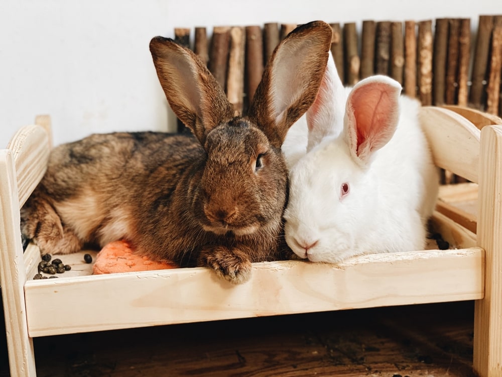 Czy warto adoptować królika? Jak zaadoptować królika z fundacji?