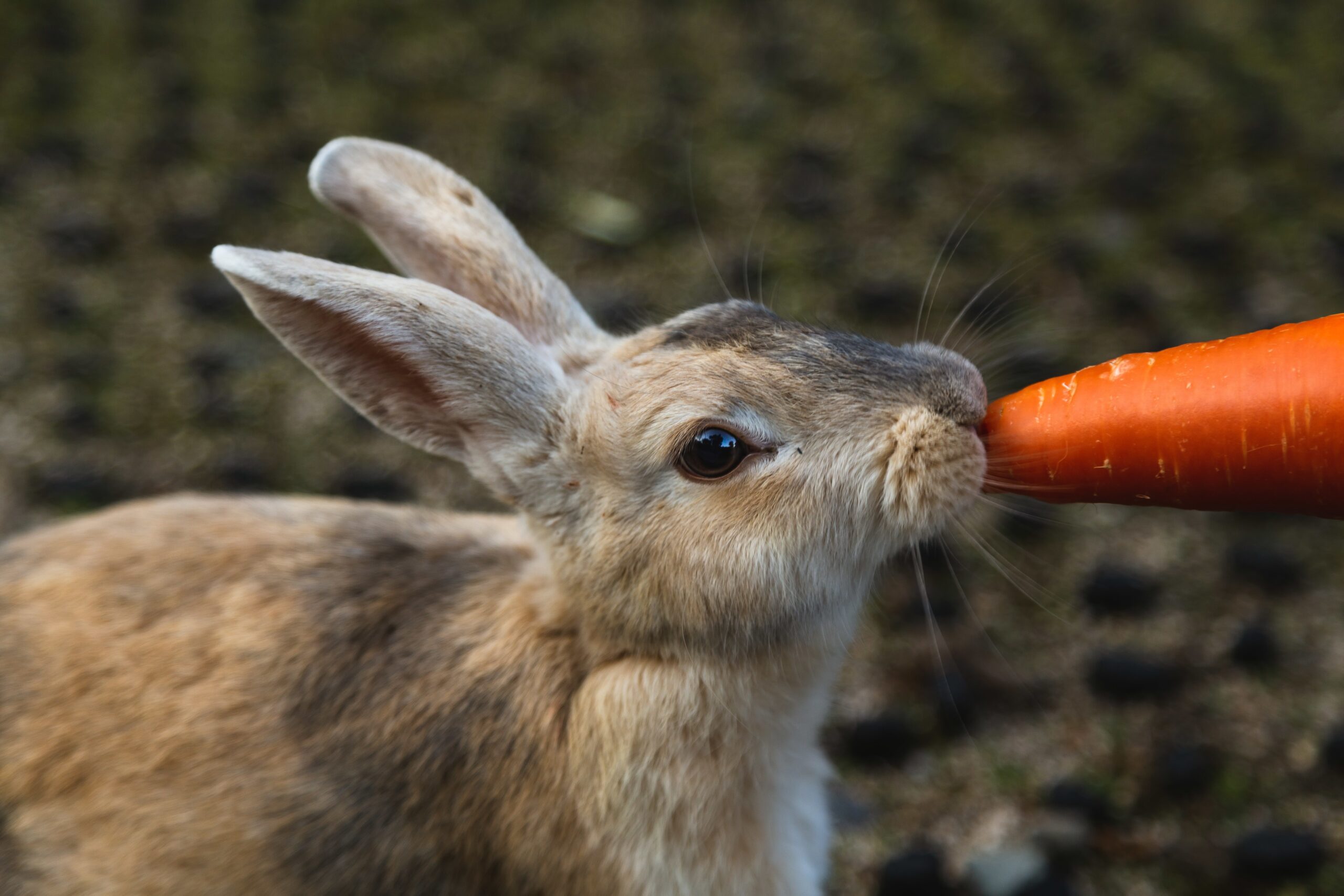 Jakie warzywa może jeść królik? Lista dozwolonych warzyw w diecie królika.