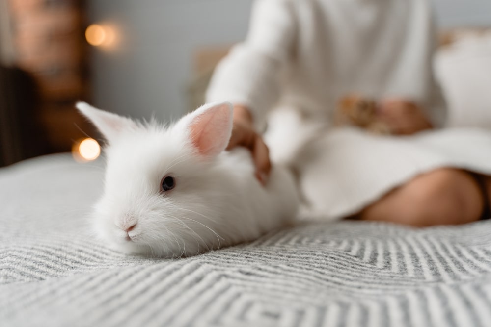 Ile żyje królik miniaturka? Ile żyje królik domowy?
